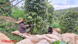 Giá tiêu hôm nay 15-4: Giải mã vị trí số 1 của tiêu Việt Nam