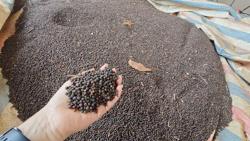 Giá tiêu hôm nay 16-4: Sắp trở lại mốc kỷ lục