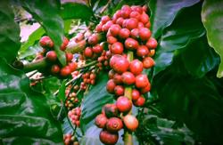 Xuất khẩu cà phê lần đầu 'vượt mặt' thủy sản