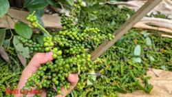 Giá tiêu hôm nay 18-4: Giá tăng, nông dân không tăng diện tích