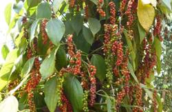 Ngành hồ tiêu chủ động tìm kiếm thị trường mới