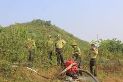 Nắng nóng diện rộng làm tăng nguy cơ cháy rừng