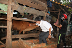 Khẩn trương tiêm vắc xin phòng bệnh cho đàn vật nuôi