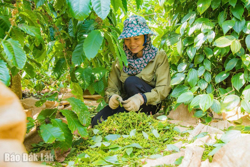 Huyện Cư Kuin: Khai thác lợi thế từ cây công nghiệp dài ngày