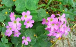 Tin lời trên mạng xã hội, nhập viện vì cây me đất hoa đỏ