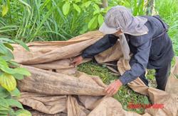 Giá tiêu hôm nay 23-4: Nông dân có bị “ép” giá?