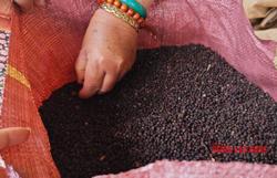 Giá tiêu hôm nay 24-4: Giằng co quyết liệt