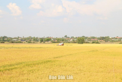 Huyện Ea Súp chuyển đổi gần 600 ha đất thực hiện các dự án chăn nuôi quy mô lớn