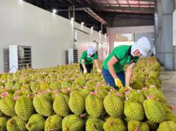 Tăng tốc xuất khẩu rau quả