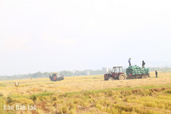 Ea Súp được mùa lúa