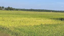 Ấm no dưới công trình thủy lợi Krông Búk hạ