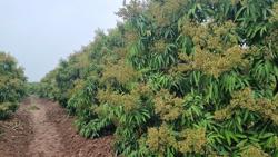 Năm nay dự báo thời tiết thuận lợi cho sản xuất nông nghiệp