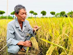 Việt Nam nhập 3,8 triệu tấn gạo từ Campuchia