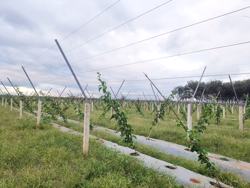 Bộ Công Thương gửi công hàm đề nghị Mỹ tạm hoãn áp thuế 46%