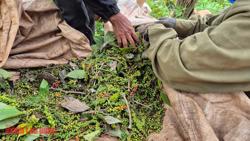 Giá tiêu hôm nay 8-4: Chủ tịch Hiệp hội hồ tiêu bay gấp sang Mỹ