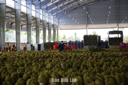 355 doanh nghiệp mới được thành lập