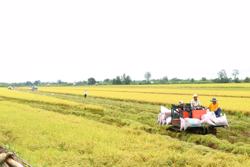 Làm gì để định vị gạo Việt trước kỷ nguyên mới?