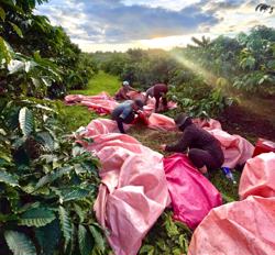 Ngành cà phê đối mặt nhiều thách thức