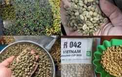 Giá cà phê hôm nay 12-5: Dân mạng “dậy sóng” về cà phê đặc sản