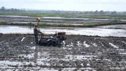 Đắk Lắk dự kiến gieo trồng gần 202.000 ha vụ Hè Thu 2025