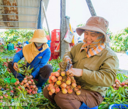 Vải chín sớm, nông dân bội thu