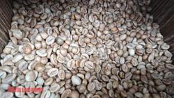 Giá cà phê hôm nay 13-5: Đột ngột lao dốc