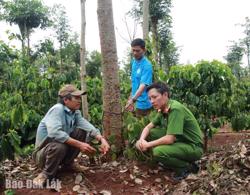 TP. Buôn Ma Thuột: Một hộ dân ở xã Hòa Thắng bị cắt 46 gốc tiêu
