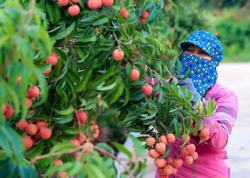 Tăng cường xuất khẩu khi vải thiều vào mùa