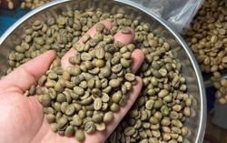 Giá cà phê hôm nay 14-5: Gây ngạc nhiên