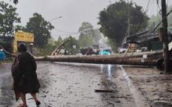 Đắk Lắk: Cổ thụ bật gốc, đè xe cứu thương