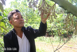 Triển vọng mô hình trồng xen cây ăn trái trong vườn cà phê