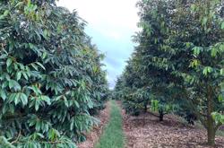 Sản xuất sầu riêng đáp ứng yêu cầu xuất khẩu: Giải pháp canh tác sầu riêng kiểm soát tồn dư hóa chất