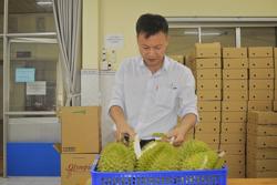 Sản xuất sầu riêng đáp ứng yêu cầu xuất khẩu: Bảo quản sầu riêng tươi trong 3 tuần, quả chín tự nhiên