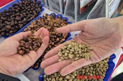 Giá cà phê hôm nay 19-5: Tuần mới giá ra sao?