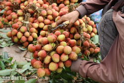 Nhộn nhịp mùa thu hoạch vải