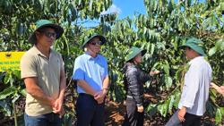 Nhận diện cơ hội, thách thức trong phát triển cà phê bền vững ở Ea H'Leo