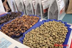Giá cà phê hôm nay 20-5: Lấy lại đà tăng, kỳ hạn Robusta tăng 3 con số