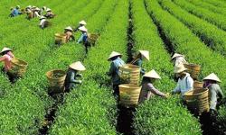 Đề xuất giảm phí, lệ phí hỗ trợ sản xuất, kinh doanh