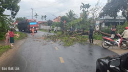 Cây ngã đổ do mưa lớn, kéo dây điện xuống đất