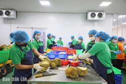 Tăng hàm lượng khoa học vào sản xuất sầu riêng