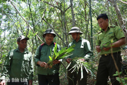 Cho những cánh rừng thêm xanh