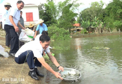 Huyện Krông Búk thả 38.000 con cá giống tái tạo nguồn lợi thủy sản