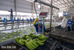 Vị thế Đắk Lắk trên hành trình nửa thế kỷ