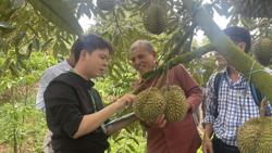 Sầu riêng đón tin vui từ Hội đàm cấp Bộ trưởng: Động lực song hành trách nhiệm