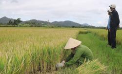 Lạnh kéo dài, gần 260ha lúa xuân bị 'điếc'