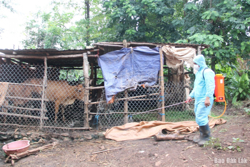 Triển khai quyết liệt các giải pháp phòng, chống dịch bệnh trên gia súc, gia cầm