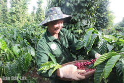 Hướng tới xuất khẩu cà phê bền vững