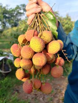 Vải Tây Nguyên đầu mùa giá cao đến khó tin