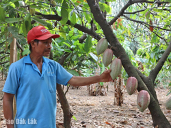 Cây ca cao và bài học từ điệp khúc "trồng - chặt"