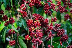 Công ty Cà phê 716 làm xanh lại vùng đất khó